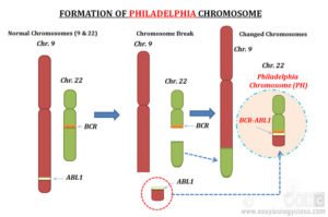 Philadelphia Chromosome (Lecture Notes) | Easy Biology Class