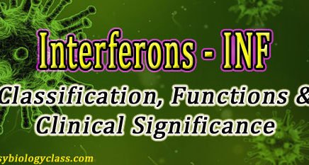 Functions Interferon