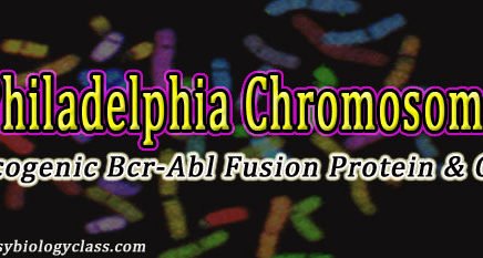 Philadelphia Translocation