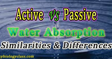 Active vs Passive Absorption of Water