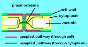 Active and Passive Absorption of Water in Plants | EasyBiologyClass