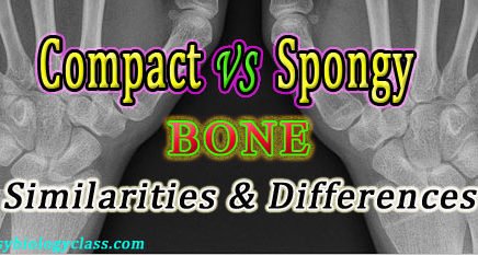 Compare Compact and Spongy Bone