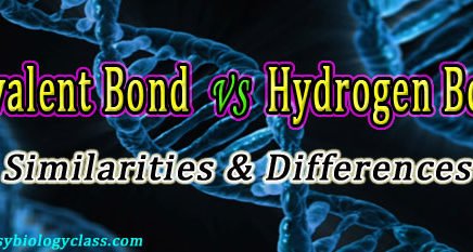Compare covalent and hydrogen bond