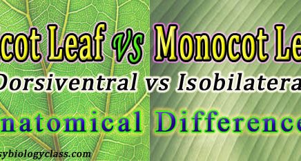 Difference between Dorsiventral and Isobilateral Leaf