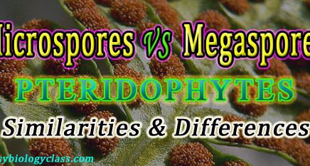 microspores vs megaspores