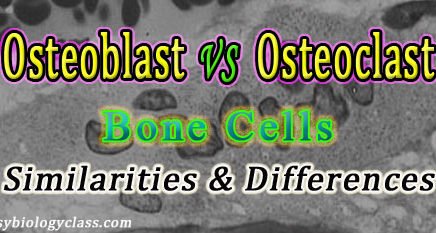 Compare Osteoblast and Osteoclast
