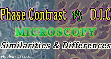 Phase Contrast vs DIC Microscopy