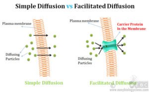 diffusion facilitated membrane easybiologyclass labeled differences