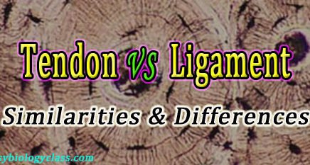 Tendon vs Ligament