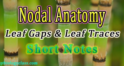 Classification of Nodes in Plants
