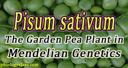Garden Pea Advantages in Genetics