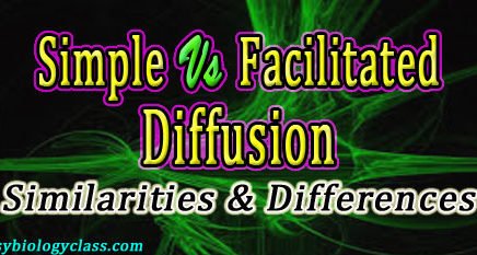 Difference between Simple and Facilitated Diffusion