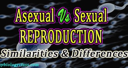 sexual vs asexual reproduction