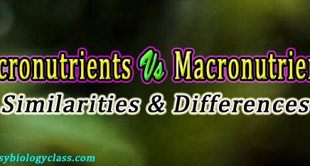 Micronutrients vs macronutrients