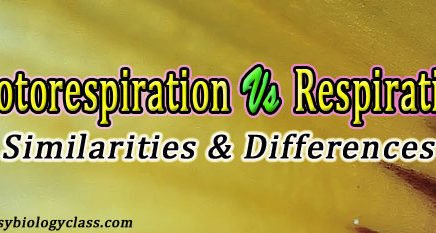 Photorespiration vs Respiration