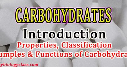 Simple notes on carbohydrates