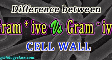 Compare Cell wall Gram Positive and negative