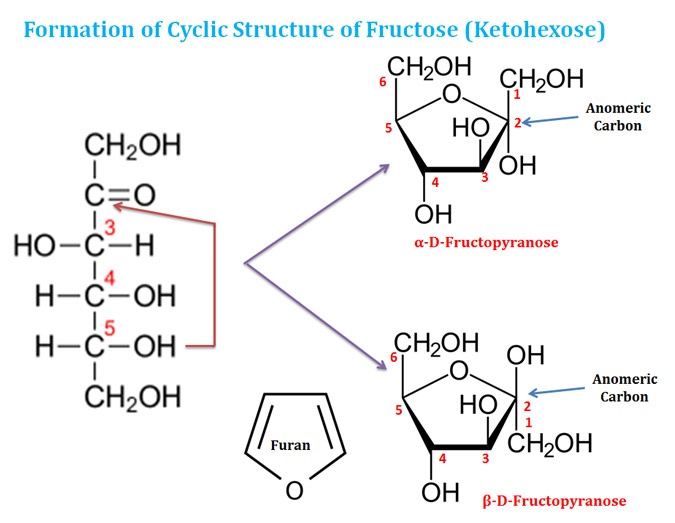 Which of the following monosaccharides are present as five membered cy