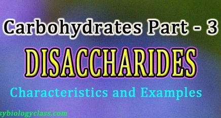 Disaccharides Lecture Notes