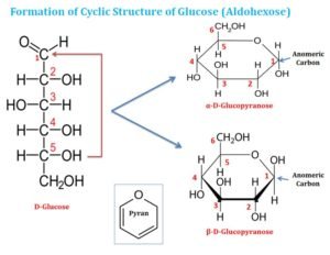 Monosaccharides Short Lecture Notes | EasyBiologyClass