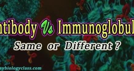 Antibodies vs Immunoglobulins