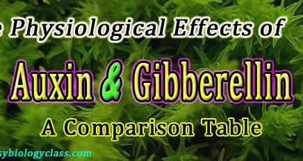 Physiological Effects of Auxins and Gibberellins