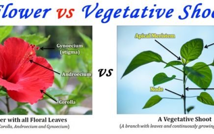 Difference between Flower Shoot and Vegetative Shoot