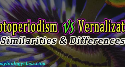 Photoperidism vs Vernalization