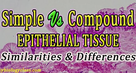 Simple vs Compound Epithelial Tissue
