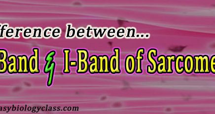 A-band vs I-band