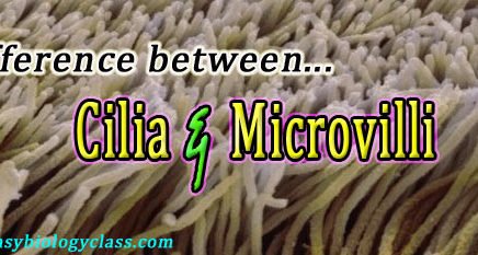 cilia vs microvilli