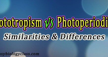 Phototropism vs Photoperiodism