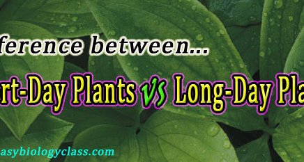 Difference between Long Day and Short Day Plants