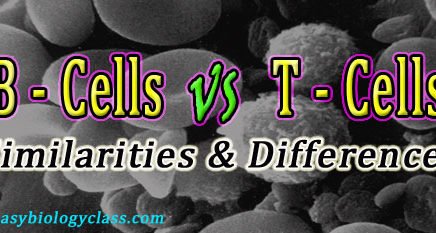 Difference between B Cells and T Cells