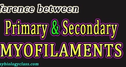 Difference between Primary and Secondary Myofilaments