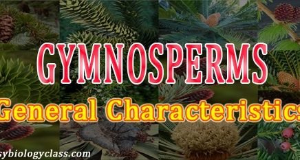 characteristics gymnosperms