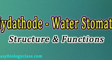 water stomata notes