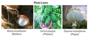 Plant Latex Examples EasyBiologyClass