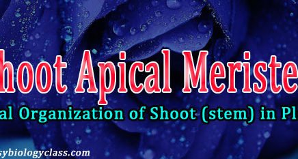 shoot-apical-meristem