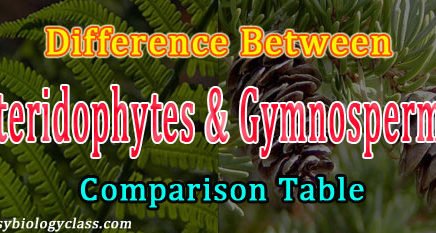 Gymnosperm vs Pteridophytes