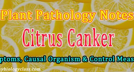 citrus canker causal organism