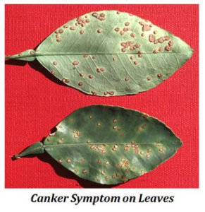 Citrus Canker Notes | EasyBiologyClass