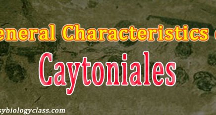 what is caytoniales