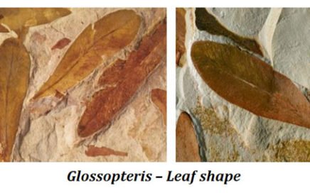 characteristics of glossopteridales