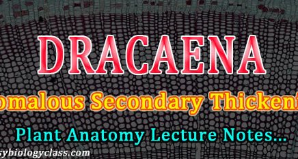 anomalous secondary thickening in monocots