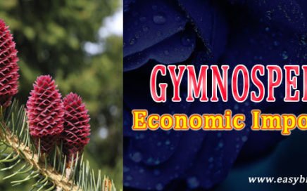 economic importance of gymnosperms