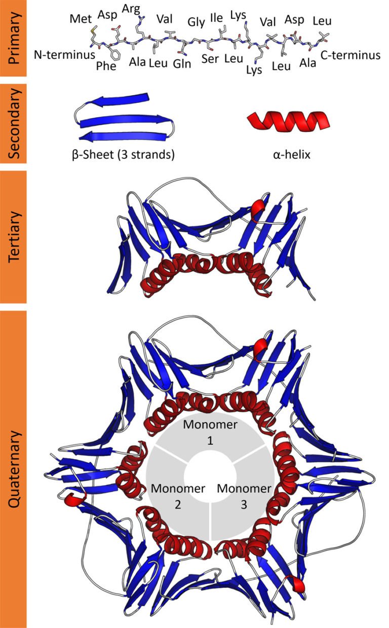 Protein Structure Short Lecture Notes | EasyBiologyClass