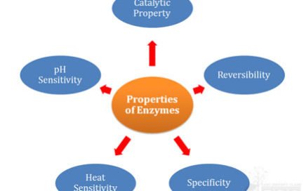 catalytic properties of enzymes