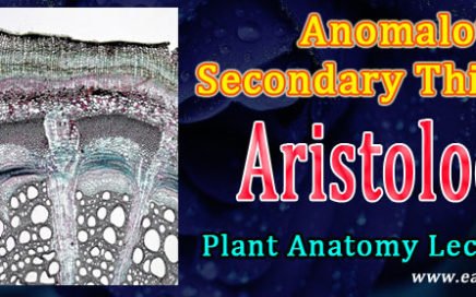 Aristolochia stem thickening