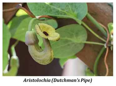 aristolochia photo